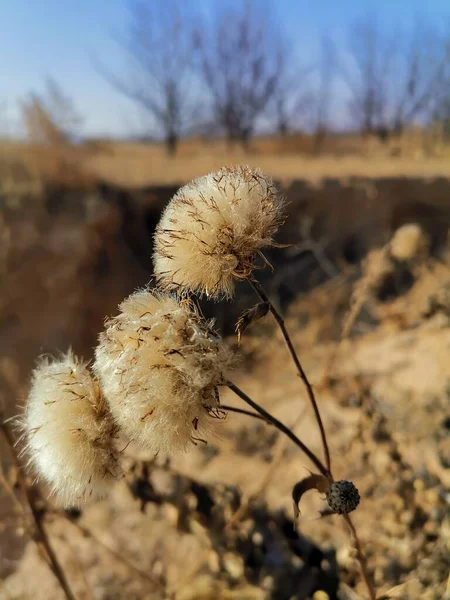 dry flowers in the desert