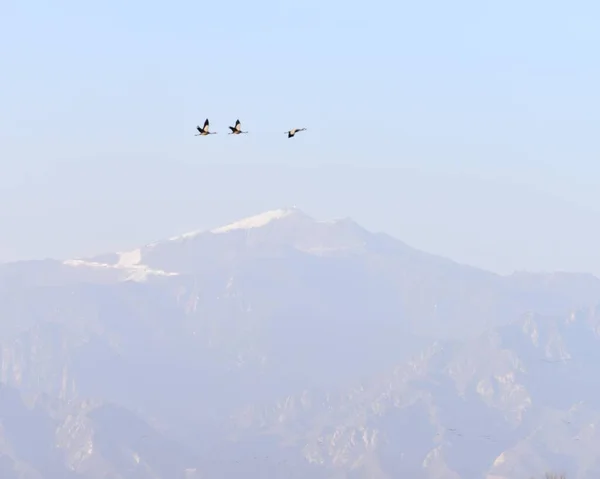 a flock of flying birds in the mountains