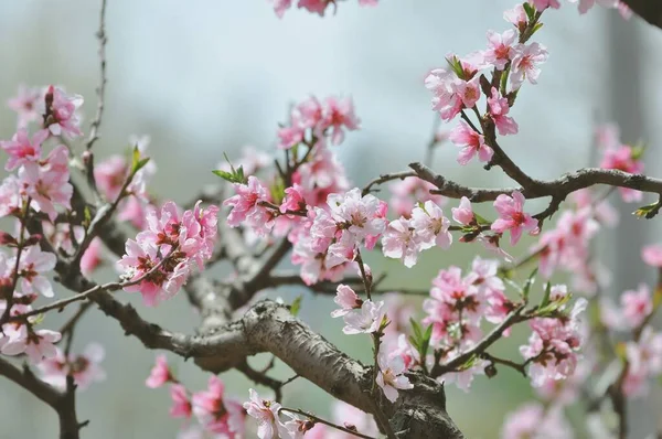 stock image beautiful pink flowers in the garden