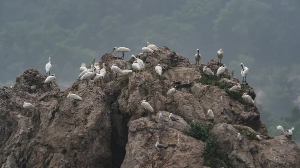 flock of birds in the mountains