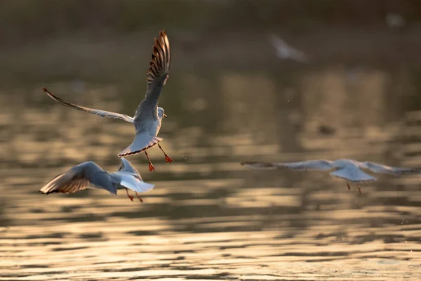 a flock of birds flying in the water