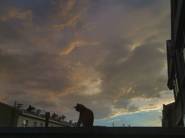 silhouette of a cat on the roof of the city