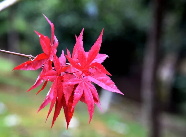 beautiful red maple leaves in the garden