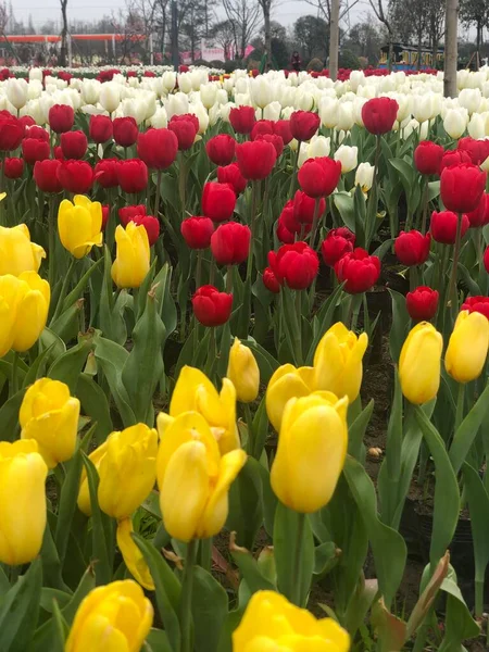 stock image beautiful tulips in the garden