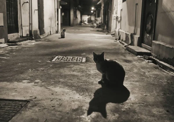 black and white cat in the street