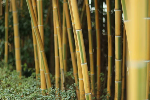 bamboo sticks in the forest