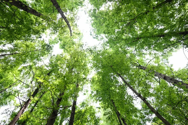 Árboles Verdes Bosque — Foto de Stock