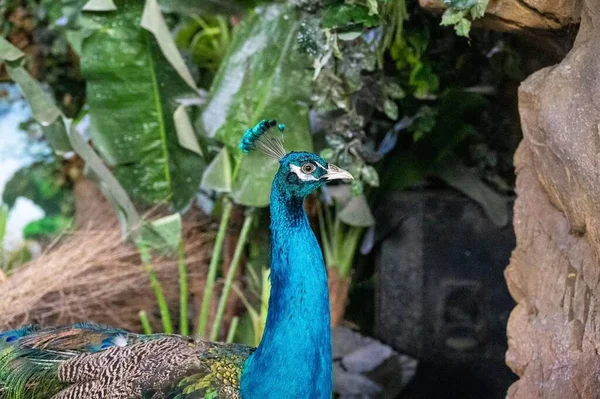 peacock with blue eyes