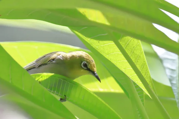 a closeup shot of a green bird on a branch