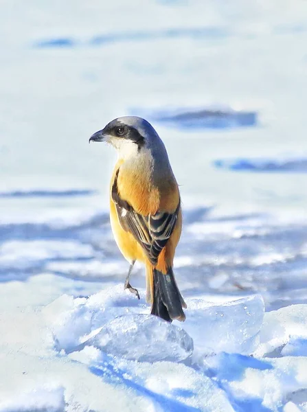 bird on the snow