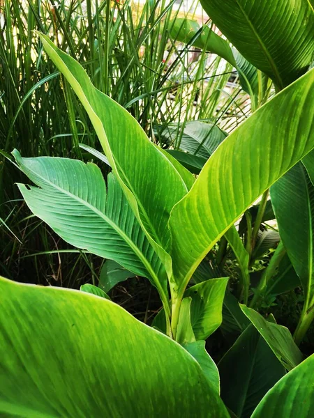 green leaves of a tropical plant