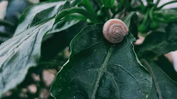 green leaves, flora and fauna