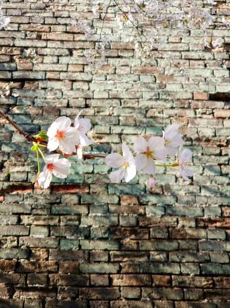 white brick wall with flowers