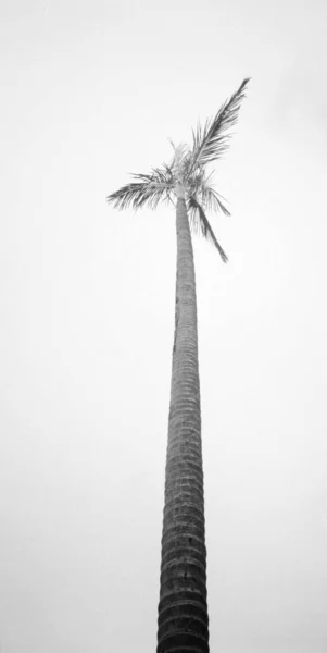 palm tree with shadow on white background