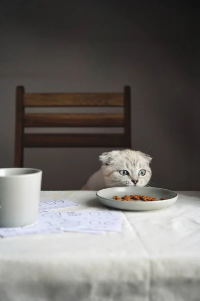 cute cat with cup of tea on table