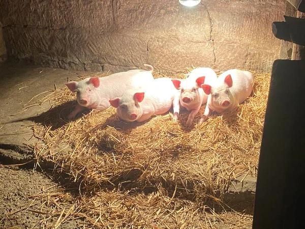 a closeup shot of a cute pig in a farm