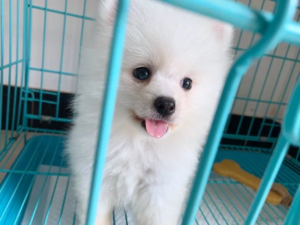 cute dog in the cage