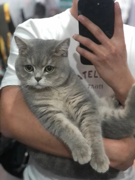 a man with a cat in the hands of a kitten