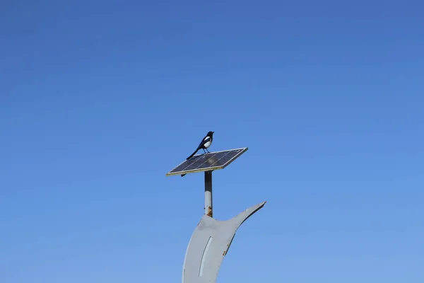 bird of the solar panels on a blue sky background