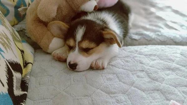 cute dog lying on bed