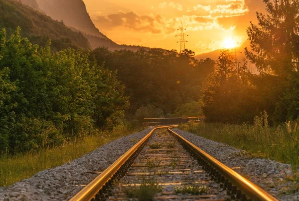 railway tracks in the forest