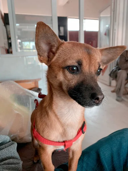 dog in the kitchen