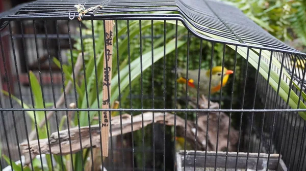 a bird cage in the zoo