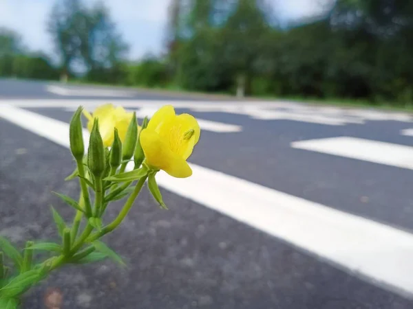 yellow flowers on the road