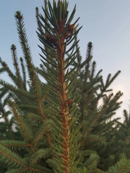 pine tree with green leaves in the forest