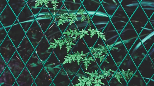 green leaves on a window