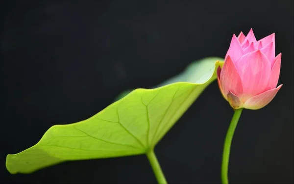 pink lotus flower on black background