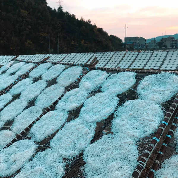 solar panels in the field