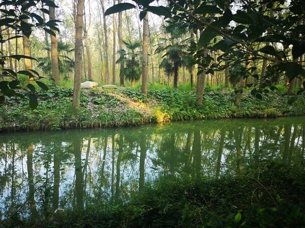 Hermoso Paisaje Tropical Con Árboles Hojas Verdes — Foto de Stock