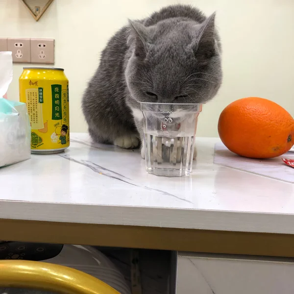 cat with a glass of milk and a cup of tea