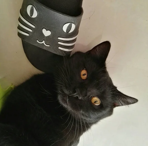 black and white cat with a hat