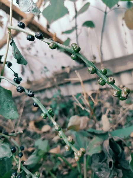 green leaves, flora and foliage