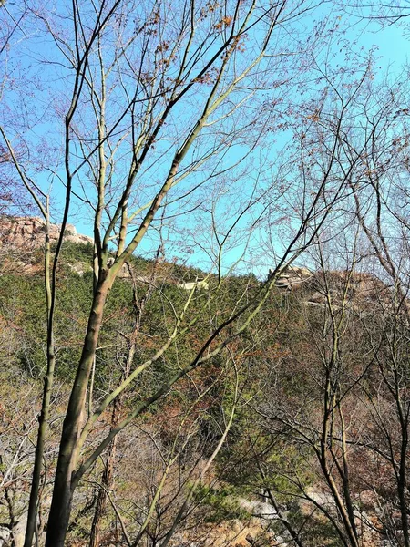 beautiful landscape with trees and leaves