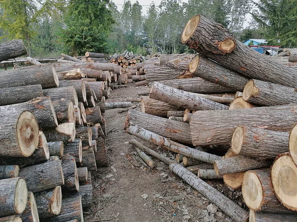 pile of wood logs in the forest