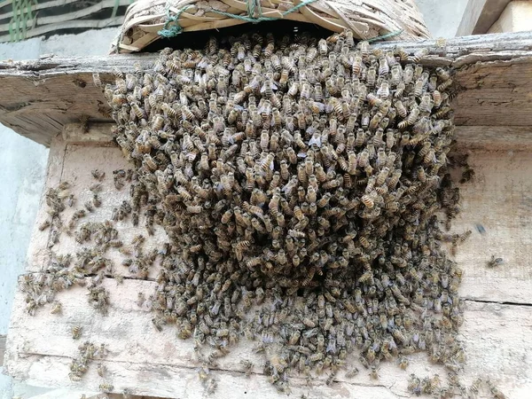 bees in the nest of a beehive