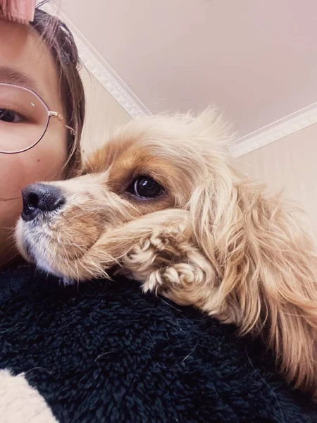 dog with a white collar and a cute pet