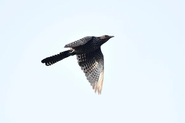 bird in flight on a background of blue sky