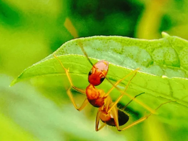 red ant on a green leaf