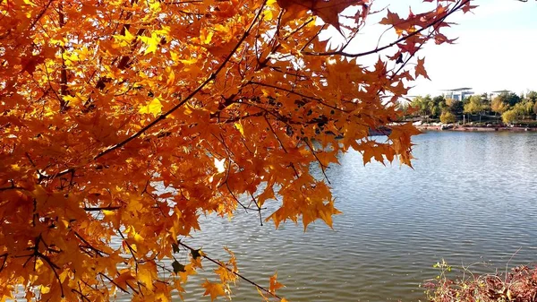 autumn landscape with trees and leaves