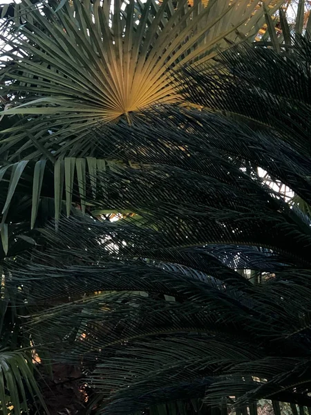 palm tree leaves, flora