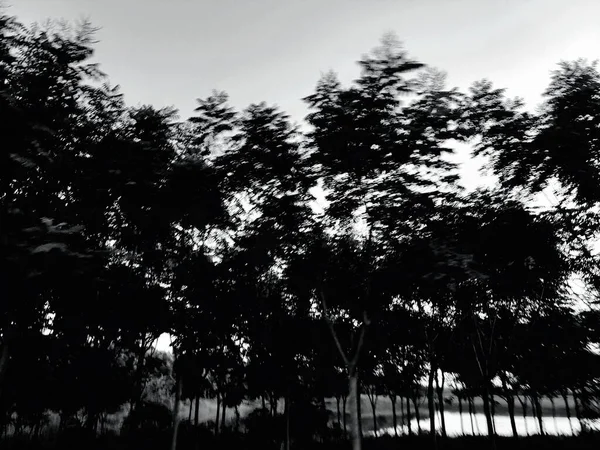 black and white photo of trees in the forest