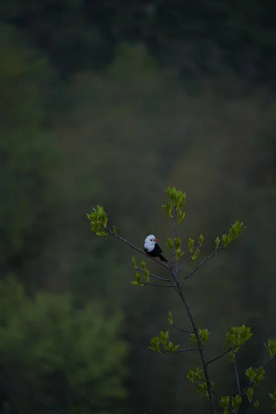 bird in the forest