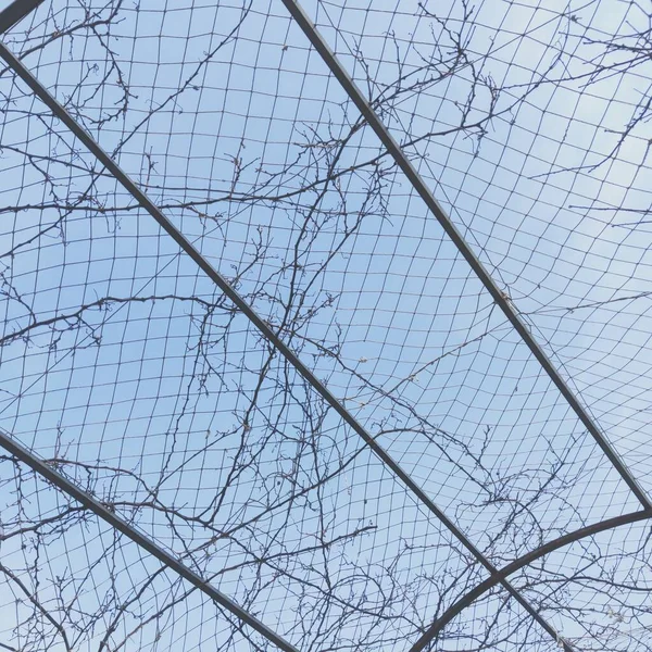 barbed wire mesh on a background of blue sky