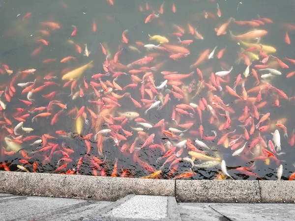 a closeup shot of a fish in the lake