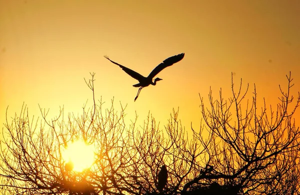 silhouette of a bird on a background of the sunset