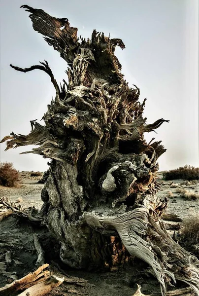 dry tree roots on a background of a forest